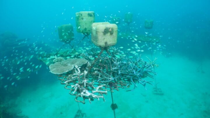 Coralpalooza Day of Action For Coral Reefs