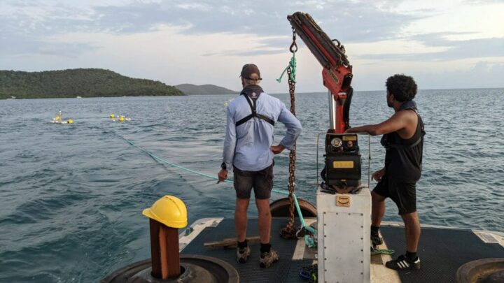 Seaweed to protect the Great Barrier Reef