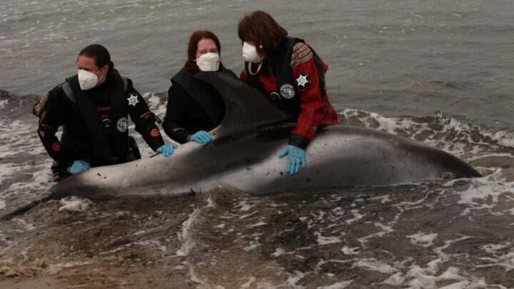 Mass dolphin stranding in Aberdeenshire