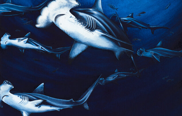 The Shark Trust launches Oceanic 31 art exhibition