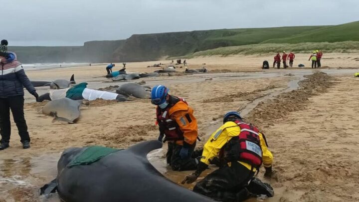 Tragic end for stranded pilot whales