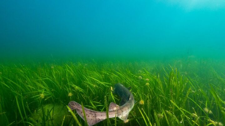 Cornwall first to contribute to global seagrass campaign