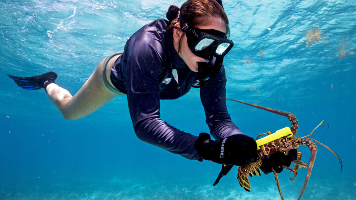 Responsible Harvesting Urged During Florida Keys Lobster Season