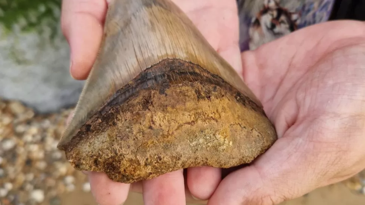 Boy finds rare intact megalodon tooth – in Essex