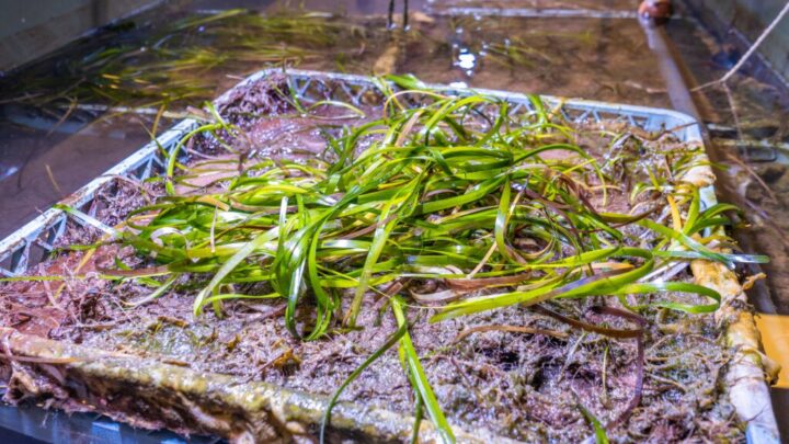 Seagrass project success in Plymouth Sound