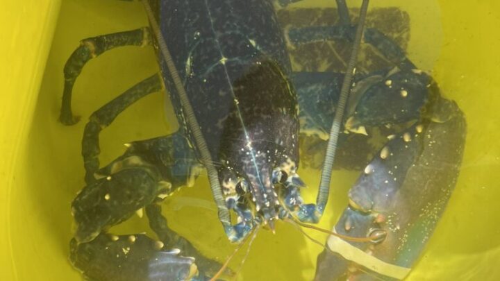 Rare blue lobster released in Plymouth Sound