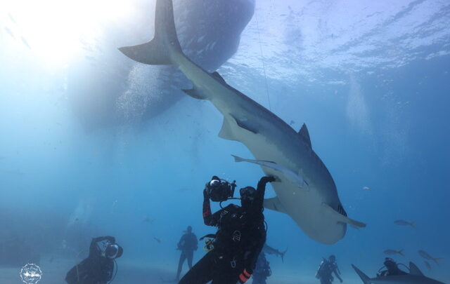 Soulful Transformation: The Healthy Way She Overcame Her Fear of Sharks