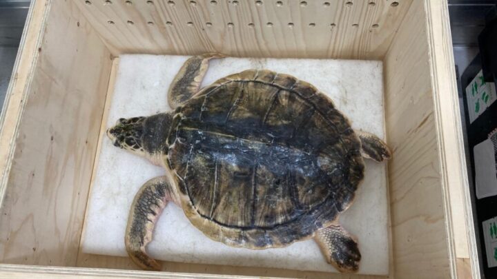 Tally the Kemps Ridley turtle set for release